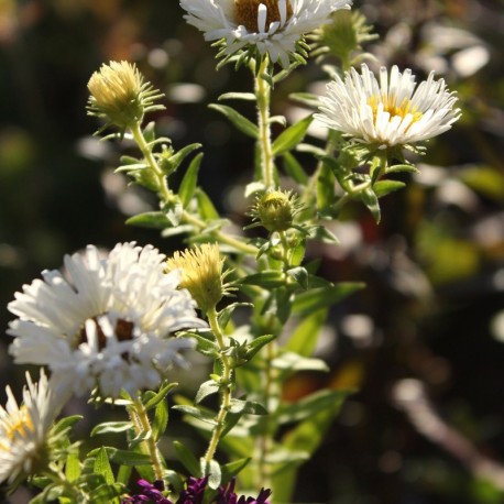 Aster novae-angliae 'Herbstschnee'