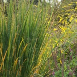 Panicum virgatum 'Northwind'