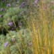 Panicum virgatum 'Northwind'