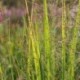 Panicum virgatum 'Northwind'