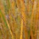 Panicum virgatum 'Northwind'