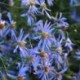 Aster turbinellus