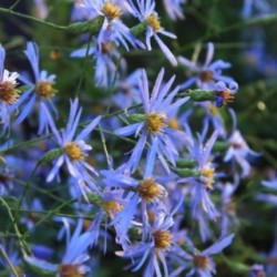 Aster turbinellus