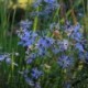 Aster turbinellus