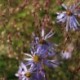 Aster turbinellus