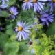 Aster turbinellus