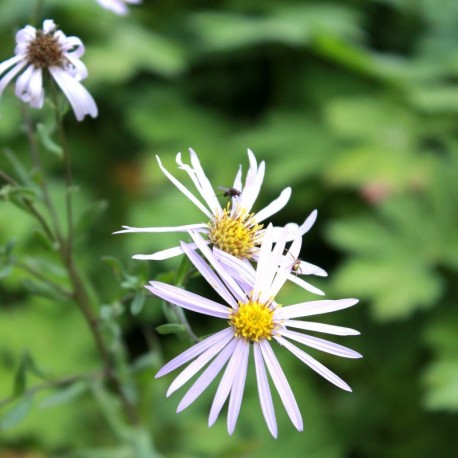 Aster pyrenaeus 'Lutetia' *