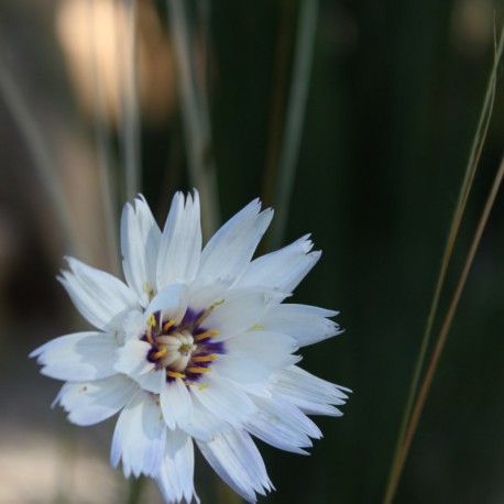 Catananche caerulea 'Alba'