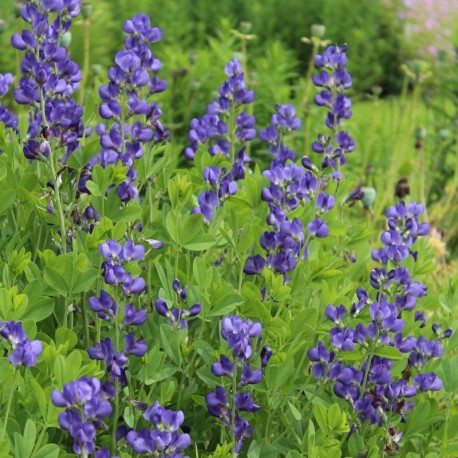 Baptisia australis