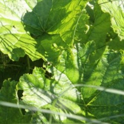 Darmera peltata