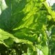 Darmera peltata