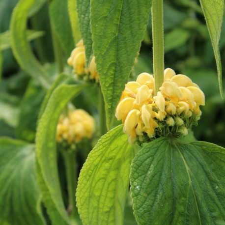 Phlomis russeliana