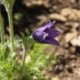 Pulsatilla vulgaris