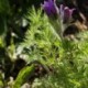 Pulsatilla vulgaris