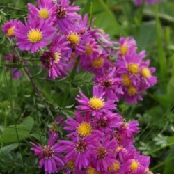 Aster 'Carmen' *