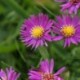 Aster 'Carmen' *