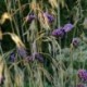 Verbena bonariensis