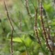Persicaria amplexicaulis 'Rosea'