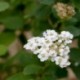 Spiraea nipponica 'Snowmound'