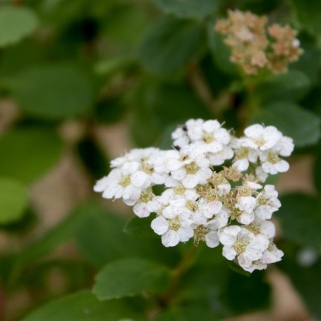 Spiraea nipponica 'Snowmound'