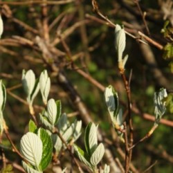 Sorbus aria