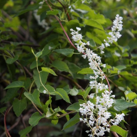 Fallopia baldshuanica