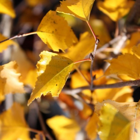 Betula tianschanica