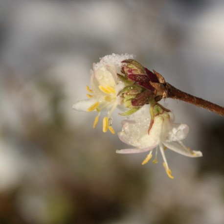 Lonicera fragrantissima