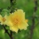 Canary Bird