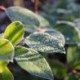 Lonicera fragrantissima