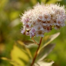 Spiraea notha x