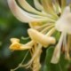 Lonicera periclymenum 'Graham Thomas'