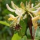 Lonicera periclymenum 'Graham Thomas'