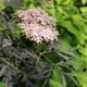 Sambucus nigra 'Black Lace'® *