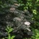 Sambucus nigra 'Black Lace'® *