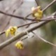 Cornus mas