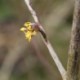 Cornus mas