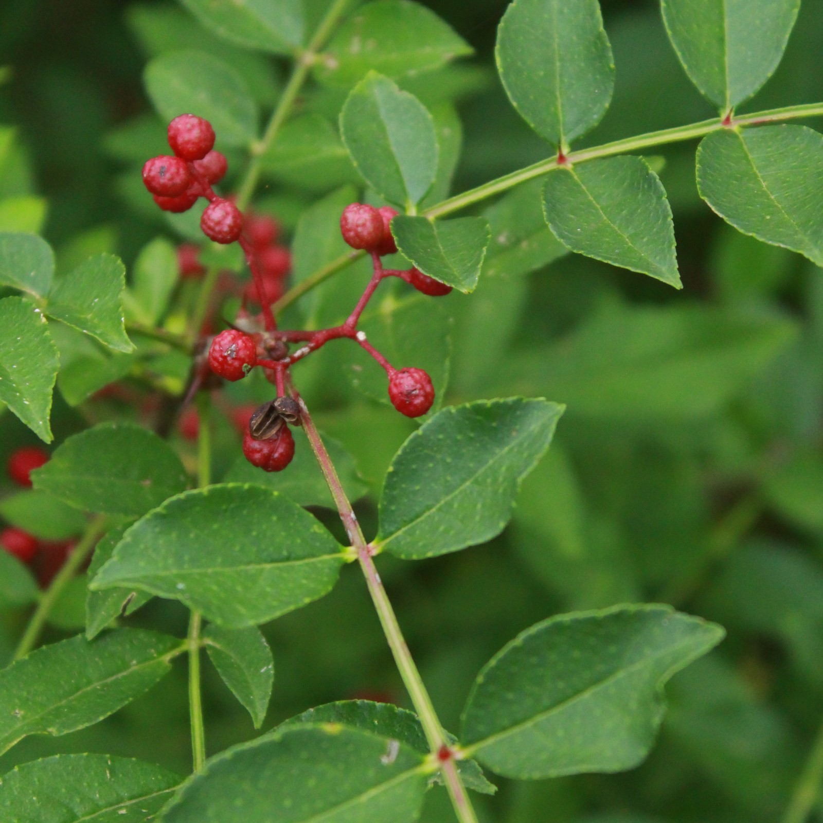 Zanthoxylum Simulans Carpelliennes Les Fruits Les Racines Du Vent