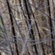 Salix myrsinifolia