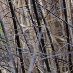 Salix myrsinifolia