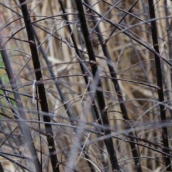 Salix myrsinifolia