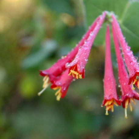 Lonicera brownii x 'Dropmore Scarlet'