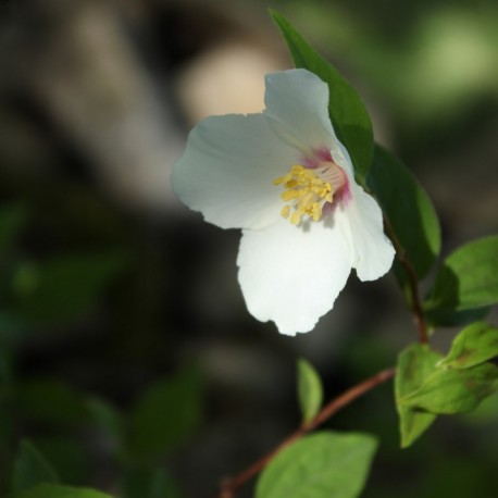 Philadelphus 'Belle Etoile'