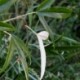 Rubus henryi f. bambusarum
