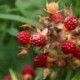 Rubus phoenicolasius