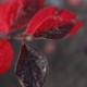 Cotoneaster boisianus