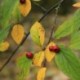 Cotoneaster boisianus