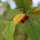 Cotoneaster boisianus