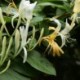 Lonicera japonica 'Hall's Prolific'
