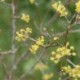 Cornus officinalis